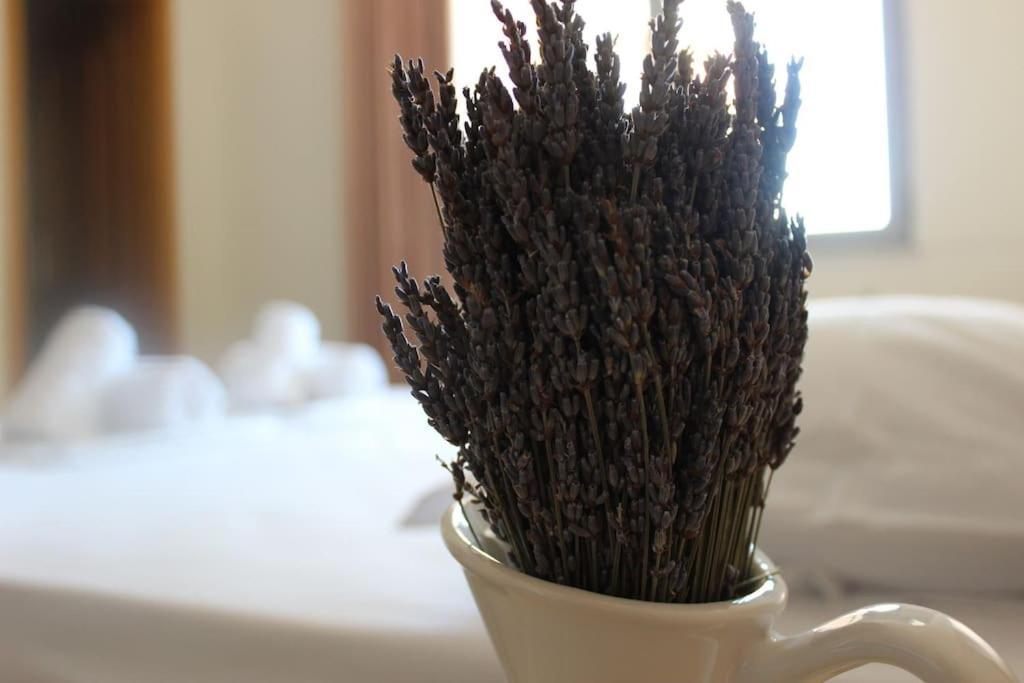 Lavandula Ring Tirana Eksteriør billede