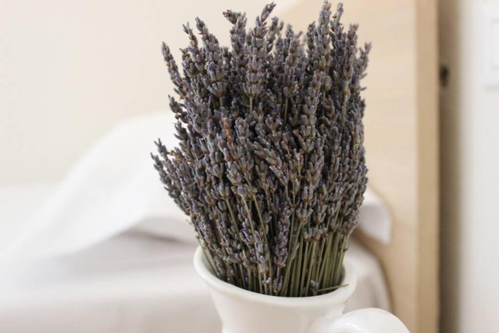 Lavandula Ring Tirana Eksteriør billede